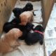 KC reg working Labrador pups