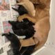 7 beautiful Labrador puppies kc registered