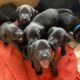 Black Labrador Puppies
