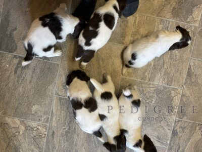 Gorgeous KC health tested Springer Spaniel Puppies