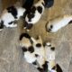 Gorgeous KC health tested Springer Spaniel Puppies