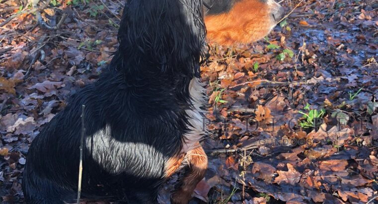 DNA Health Tested KC Working Cocker Spaniel