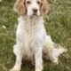 Health Tested Working Clumber Spaniel Puppies