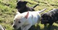 Adorable Black and White Labrador Puppies