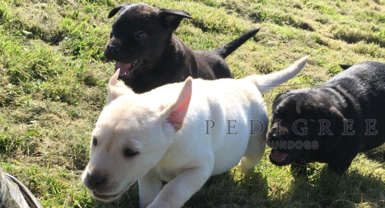 Adorable Black and White Labrador Puppies