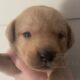 Well Breed Labrador Puppies