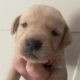Well Breed Labrador Puppies