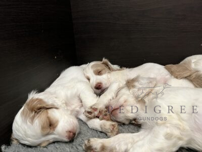 Health Tested Working Clumber Spaniel Puppies
