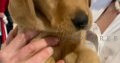 Reduced for quick saleKC reg working Labrador pup