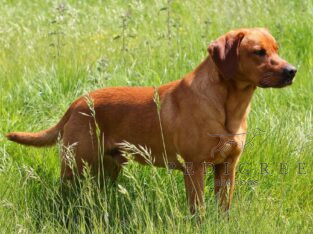 Field Trial Champion sire,fully health tested pups