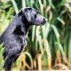 Pure Bred Black Labrador Puppies