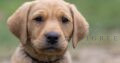 Fully health tested yellow Lab puppies.