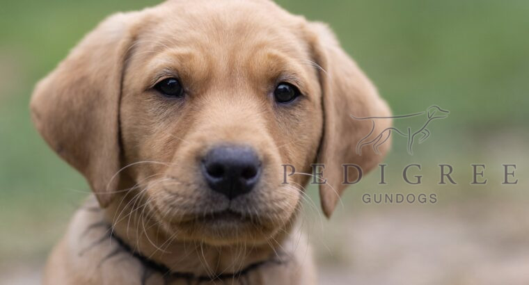 Fully health tested yellow Lab puppies.