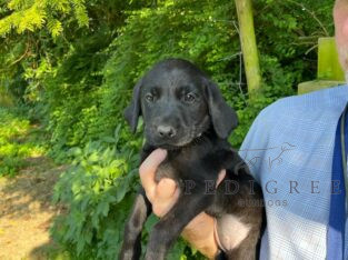 KC Registered Black Labrador Puppies