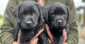 FTCH Sired Working Labradors