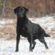 FTCH Sired Working Labradors