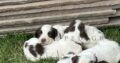English Springer Spaniel Pups KC Registered