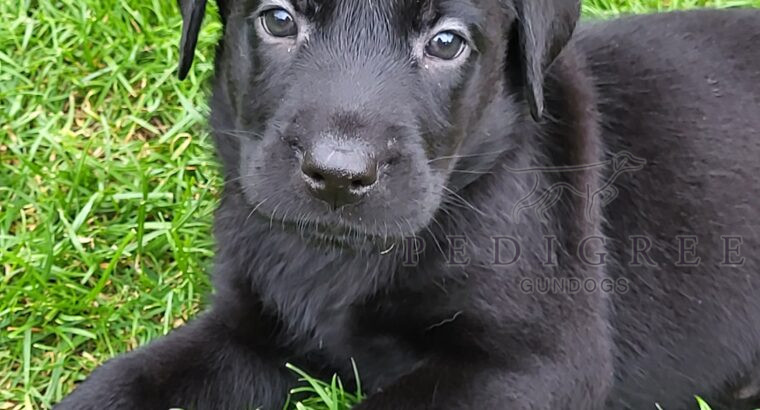READY 1 £800 left labrador retriever puppies