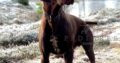 KC registered German Shorthaired Pointer puppies