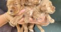 Gorgeous golden / red wcs pups available