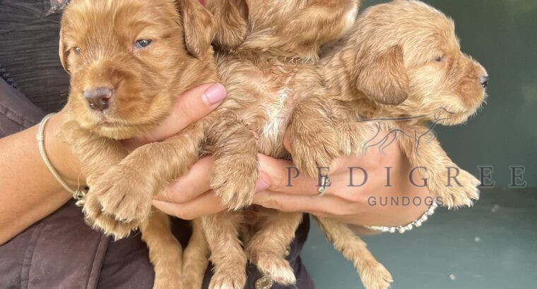 Gorgeous golden / red wcs pups available