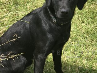 KC Black Labrador Dog