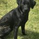 KC Black Labrador Dog