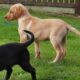 FTCH Sired Working Labrador boy and girl