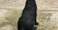 FTCH Sired Working Labrador boy and girl