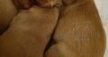 Fabulous Fox Red, KC Registered Puppies
