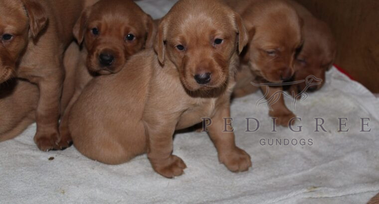 Fabulous Fox Red, KC Registered Puppies