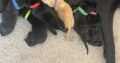 Top Quality FTCh sired Labrador Retriever Puppies