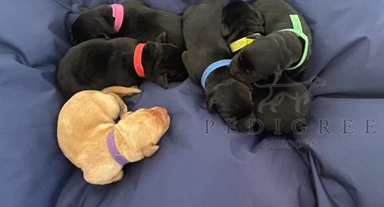 Top Quality FTCh sired Labrador Retriever Puppies
