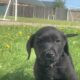 Kc registered labrador puppies for sale