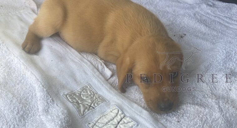 Kc registered labrador puppies for sale