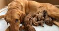 Fox red labs 1 boy & 2 girls available