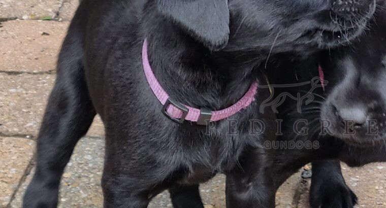 KC black Labrador puppies, FTCH & FTW Lineage