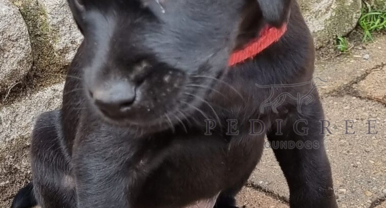 KC black Labrador puppies, FTCH & FTW Lineage