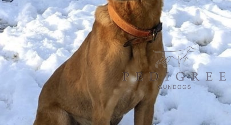 FTCH Sired Working Fox Red Labradors
