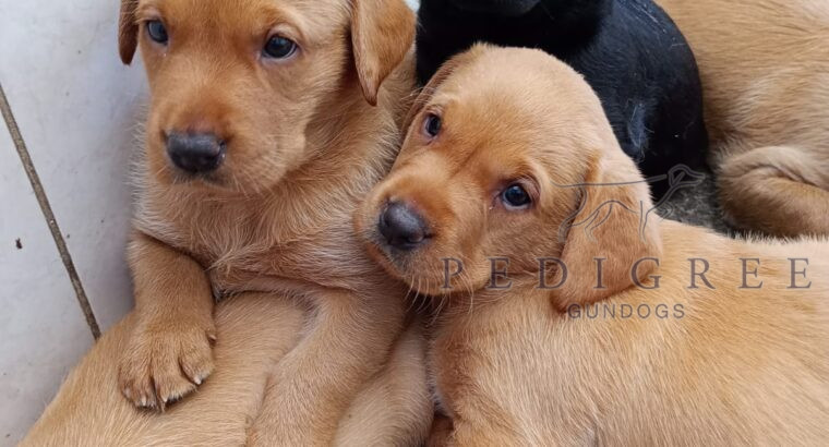 Two fox red labs puppies available