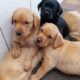 Two fox red labs puppies available