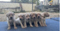 4 boy blonde labrador puppies – Somerset