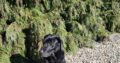 Black labrador puppies multi-gen FTCH pedigree