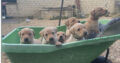 4 boy blonde labrador puppies – Somerset
