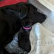Black labrador puppies multi-gen FTCH pedigree