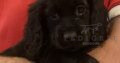 KC Registered Black Cocker Spaniel Pup