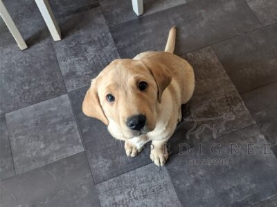 Labrador pup for sale