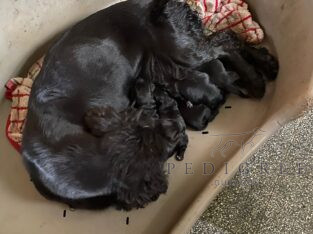 KC Registered Black Cocker Spaniel Pup