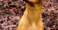 Stunning Litter of KC Reg Labrador Puppies.