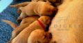 Stunning Litter of KC Reg Labrador Puppies.